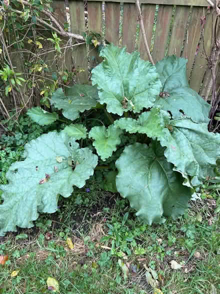 Photo of free Rhubarb plant (Balerno EH14) #1