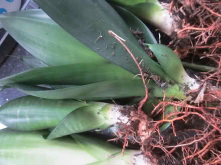 Photo of free Aloe Vera and succulent offshoots (AL7 Welwyn Garden City) #4