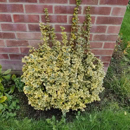 Photo of free Leafy garden plants (japonicus?) TODAY/TOMORROW (Steventon OX13) #1