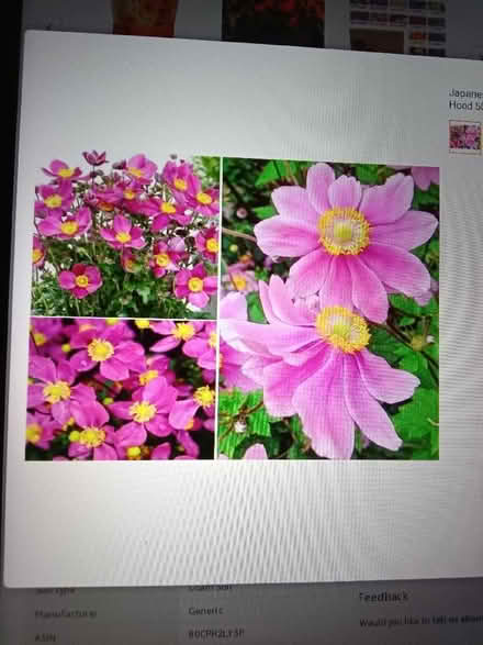 Photo of Japanese Anemone (Hester's Way GL51) #1
