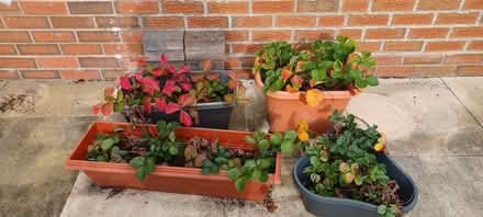 Photo of free Strawberry plants (Longden SY5) #1