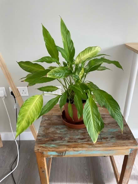 Photo of free Lily plant (Camberwell) #2