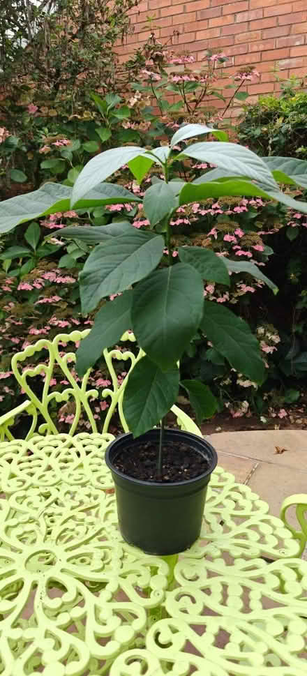 Photo of free Small Avocado trees (Stockton Heath, WA4) #3