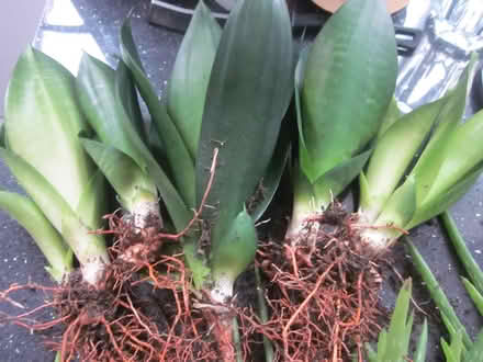 Photo of free Aloe Vera and succulent offshoots (AL7 Welwyn Garden City) #3