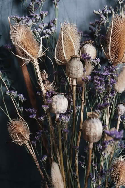 Photo of Dried flowers/foliage or dryable (North Shields NE30) #1