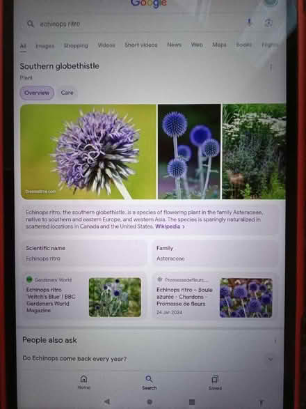 Photo of free Echinops ritro seed heads (Hester's Way GL51) #1