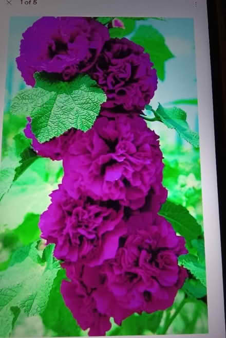 Photo of purple hollyhock seeds (Hester's Way GL51) #1