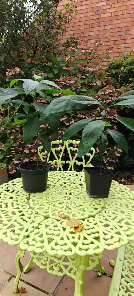 Photo of free Small Avocado trees (Stockton Heath, WA4) #1