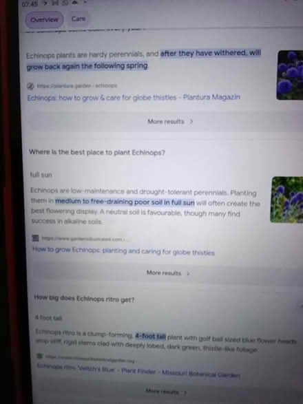 Photo of free Echinops ritro seed heads (Hester's Way GL51) #3