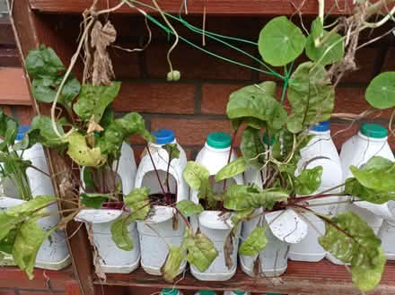 Photo of free Recycled plastic milk containers (East Hunsbury) #2