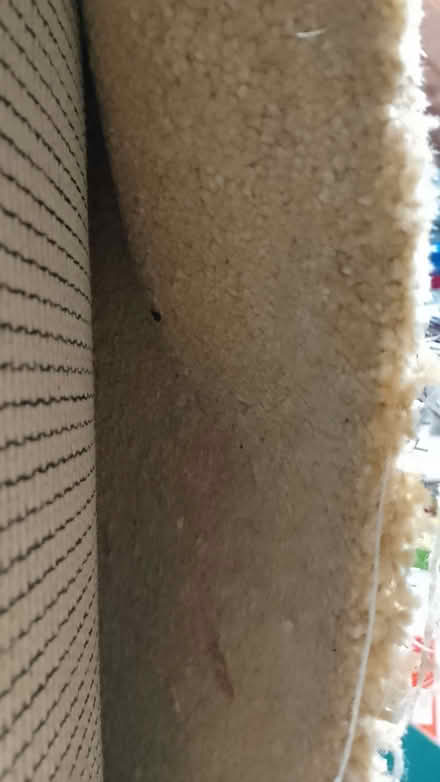 Photo of free Beige Short Pile Carpet (Potters Bar EN6) #2