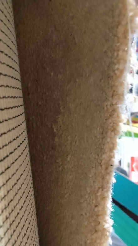 Photo of free Beige Short Pile Carpet (Potters Bar EN6) #1