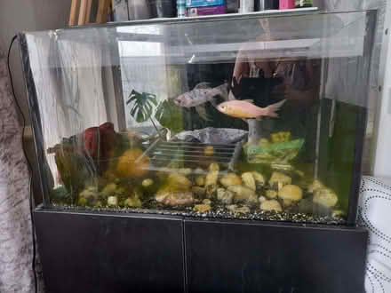 Photo of free FishTank+Fish (Redcar TS10) #1