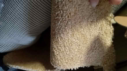Photo of free Beige Short Pile Carpet (Potters Bar EN6) #3