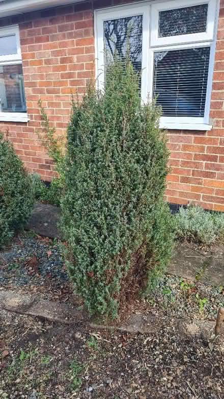 Photo of free Evergreen shrubs (Ditchingham NR35) #2