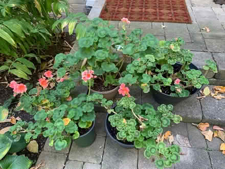 Photo of free Geranium Plants (Port Credit) #1