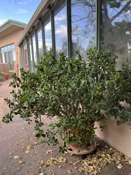 Photo of free fabulous jade plant (Santa Fe County) #1