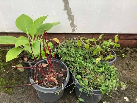 Photo of free Collection of plants (Presteigne LD8) #1