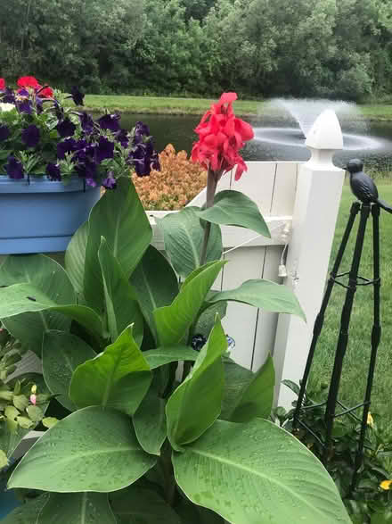 Photo of free Canna Lily bulbs (rhizomes) (Webster NY) #2