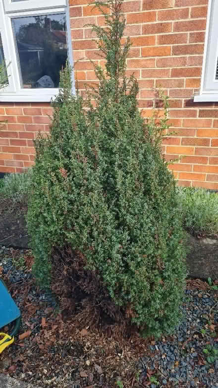 Photo of free Evergreen shrubs (Ditchingham NR35) #1