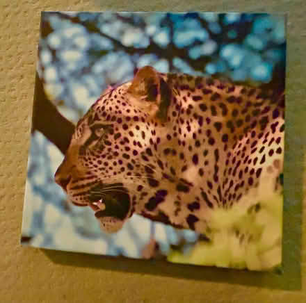Photo of free Animal canvas prints (West Somerville) #4