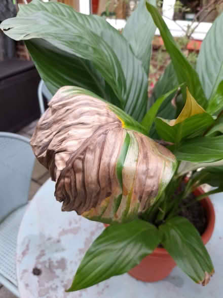 Photo of free Peace Lilly. (Otford TN14) #3