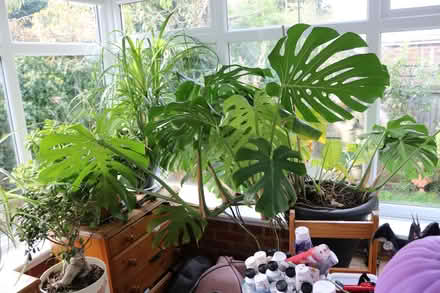 Photo of free Swiss Cheese Plant (CT13) #1
