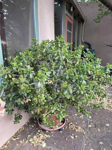 Photo of free fabulous jade plant (Santa Fe County) #2