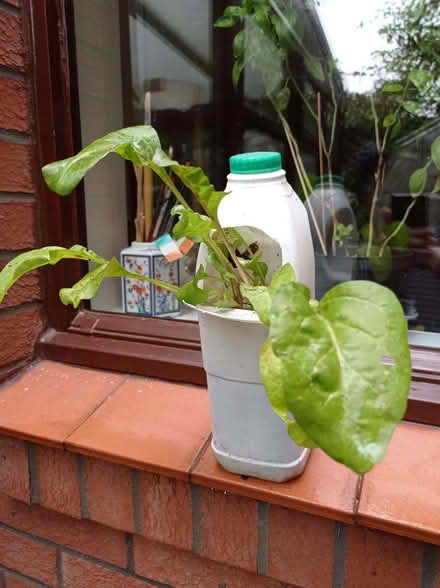 Photo of free Recycled plastic milk containers (East Hunsbury) #1