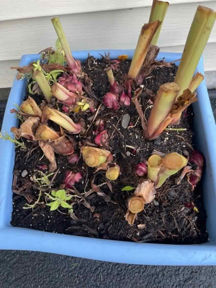 Photo of free Canna Lily bulbs (rhizomes) (Webster NY) #1