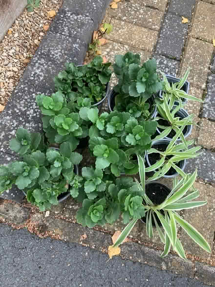 Photo of free plants (bicester centre) #1
