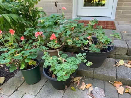 Photo of free Geranium Plants (Port Credit) #2