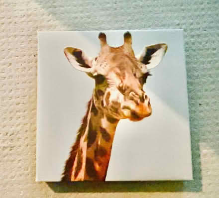 Photo of free Animal canvas prints (West Somerville) #3