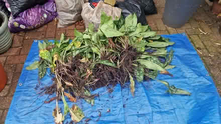 Photo of free Pulmonaria (Mytchett GU14) #1