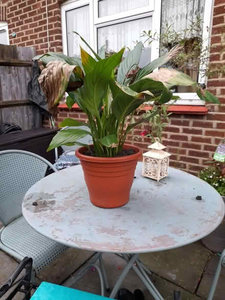 Photo of free Peace Lilly. (Otford TN14) #1