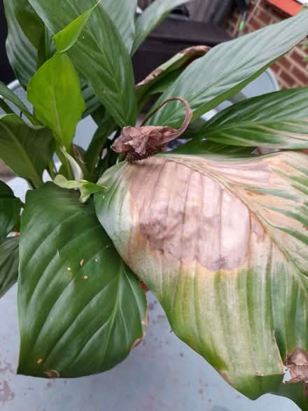 Photo of free Peace Lilly. (Otford TN14) #2