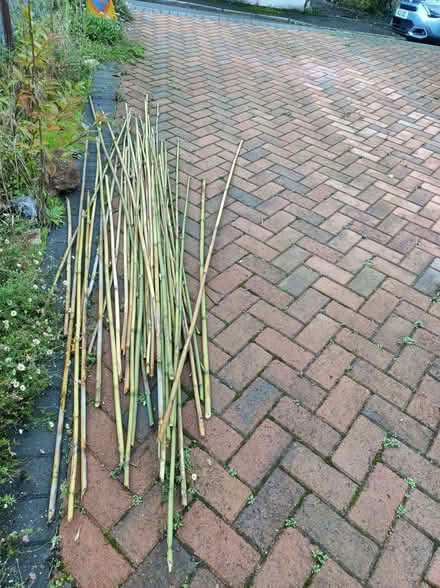 Photo of free Bamboo canes (Kingsteignton TQ12) #1