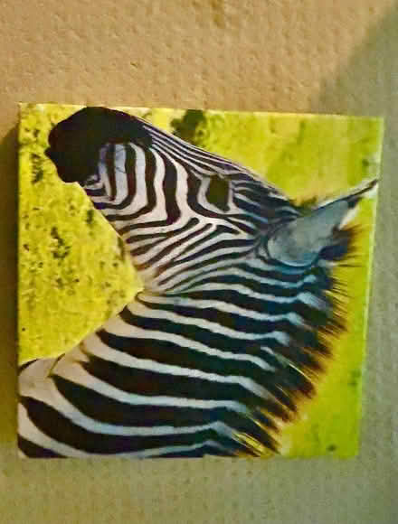 Photo of free Animal canvas prints (West Somerville) #1