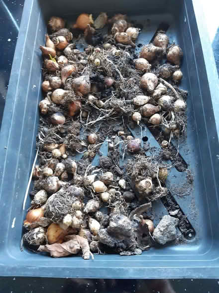 Photo of free garden bulbs (Ashfield CA14) #1