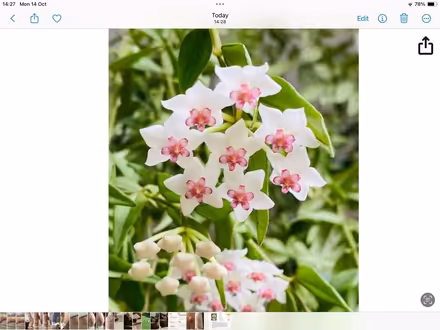 Photo of Hoya plant (Worcs WR5) #1