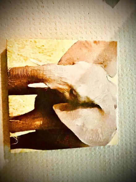 Photo of free Animal canvas prints (West Somerville) #2