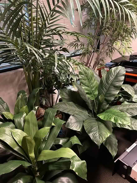 Photo of free Various artificial plants (Clay Rd/Sam Houston Tollway) #1