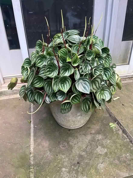 Photo of free Healthy Watermelon Peperomia (Tenleytown) #1