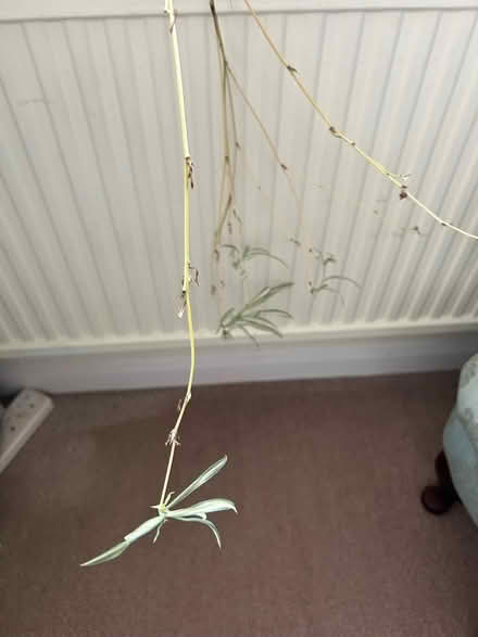 Photo of free Spider plant (Hastings. Broom grove TN34) #2