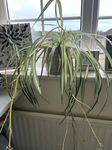 Photo of free Spider plant (Hastings. Broom grove TN34) #1