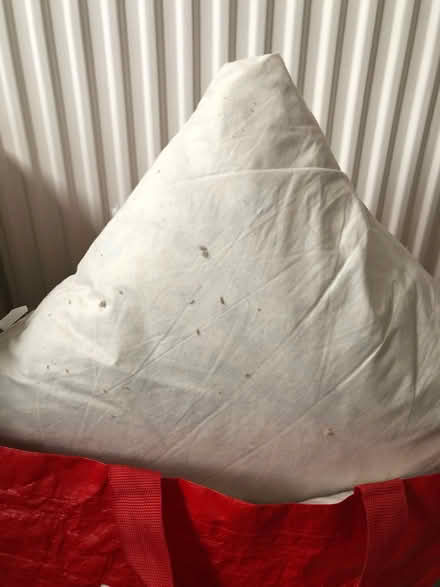Photo of free Three feather cushions (Egerton Park CH42) #1