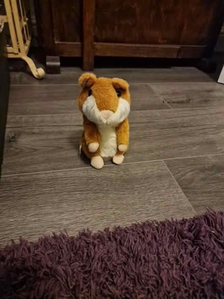 Photo of free Talking hamster (Whitchurch) #1