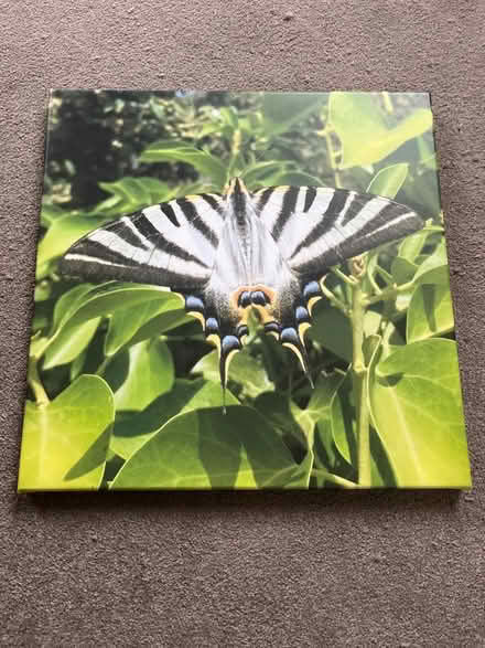 Photo of free Photo canvas print (Harden, BD16) #1
