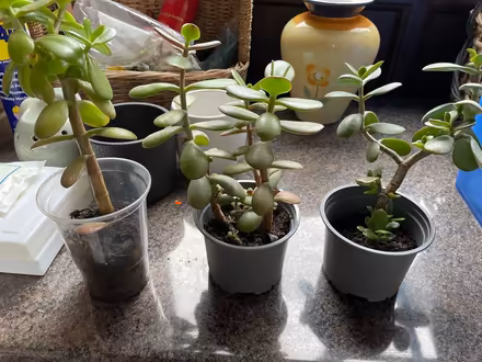 Photo of free Jade cuttings & a China Burner (Silverhill TN37) #2