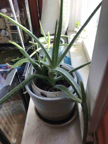 Photo of free Aloe plants (Bloorcourt Village) #1